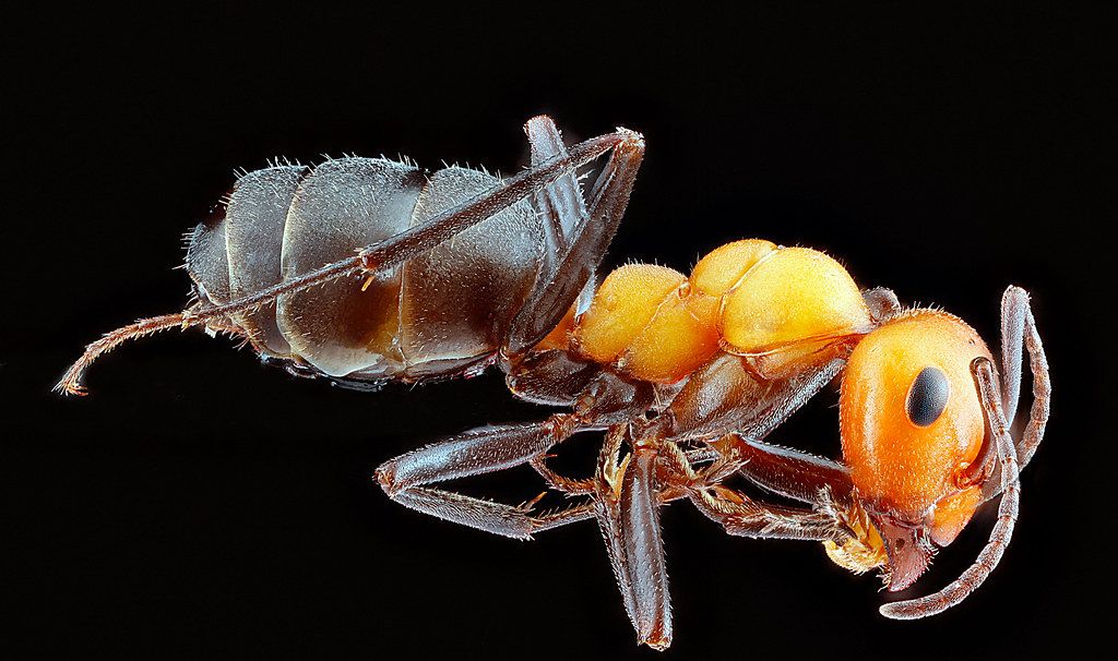 Ant Control service in San Diego, CA