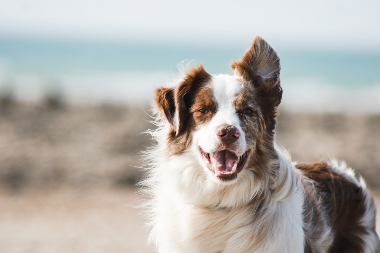 Flea & Tick Control service in San Diego, CA