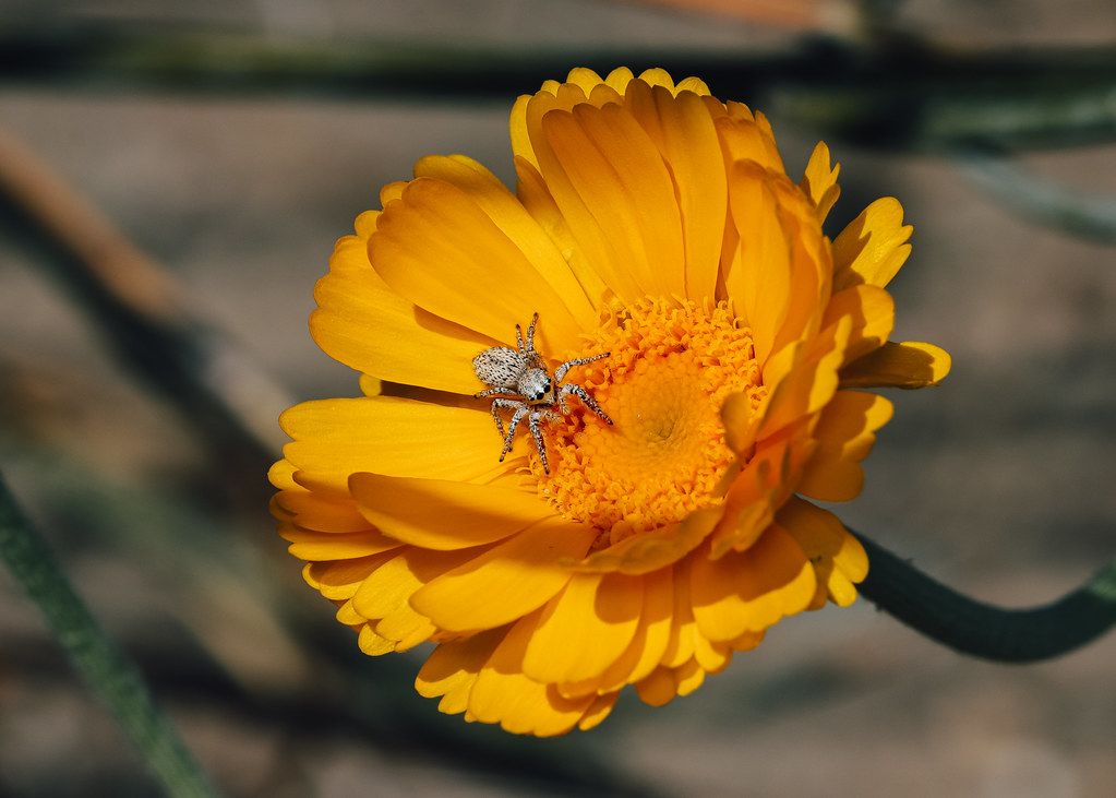 Spider Control service in San Diego, CA